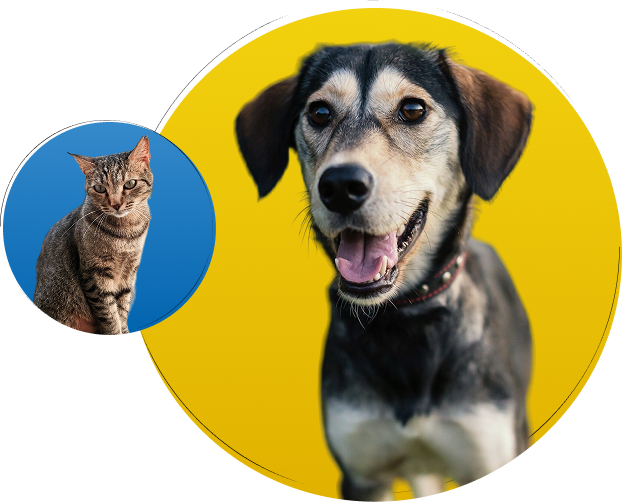Cachorro Caramelo e gato